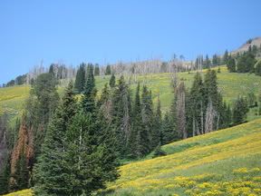 yellowmountainside.jpg yellow mountain side.JPG image by dranner63