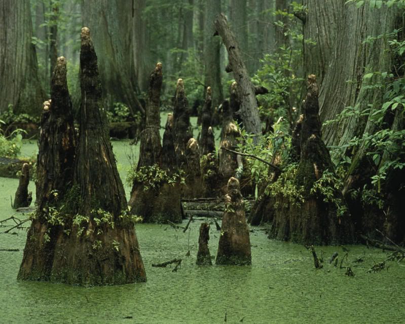 Black Jungle Swamp