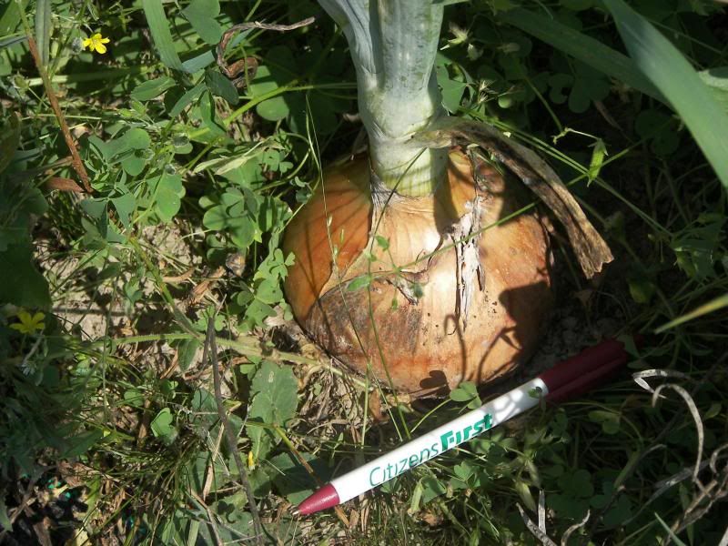  photo 010_zpse1cfb8f6.jpg