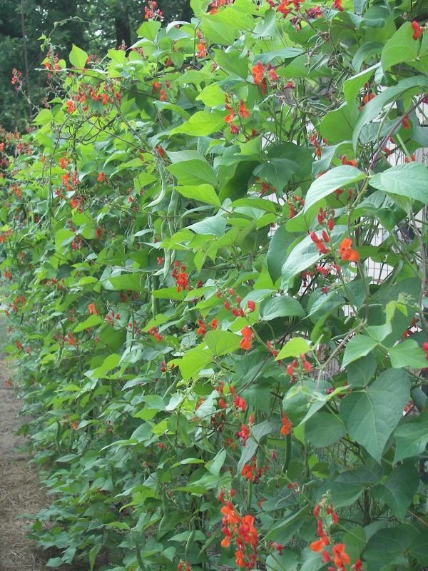  photo 038_zpsa763854e.jpg