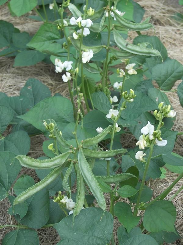 India Bush Hyacinth bean photo 040_zps00859a9f.jpg