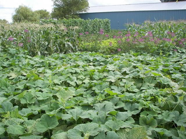  photo GardenPictures205.jpg