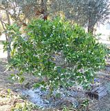  photo OrangeTree1 19Oct15_zpsaasf7d2n.jpg