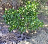  photo TangeloApril12.jpg