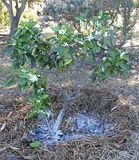  photo TangeloTree 19Oct15_zpsxfa2amhb.jpg