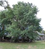  photo VariegatedElm 22Nov15_zps6tfhcwki.jpg