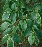  photo VariegatedElmLeaf 22Nov15_zps3n9cxbks.jpg