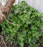  photo MysteryLily222Sept13_zps4b668185.jpg