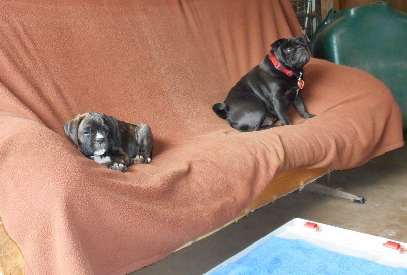  photo 2017 BrunaLongCouch 15Jan17_zps2ih4hvkx.jpg
