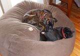  photo 2017 BrunaAndLongBeanBag 24April17_zpsy8se8kfw.jpg