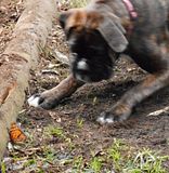  photo 2017 BrunaAndTheButterfly2 17April17_zps7enrv5er.jpg