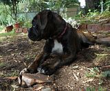  photo 2017 BrunaProfile 26Mar17_zpsj08yzmgj.jpg