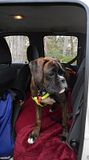  photo 2017 BrunaUteDog 15April17_zpsvrcmyggc.jpg