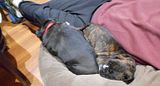  photo 2017 SleepingTogether 22Jan17_zps3snumiqp.jpg