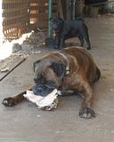  photo 2016 BabuschkaLongChristmas16 25Dec16_zps6kcbwnwv.jpg