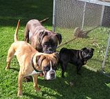  photo 12Oct14LadySybilBuschkaLong1_zps4d085b39.jpg