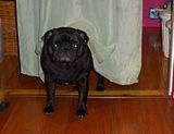  photo 2017 PantryPug1 26Feb17_zpsiiiwil2f.jpg