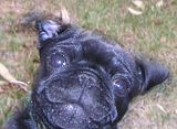 photo ScareyPug18Feb13_zps6a360d39.jpg