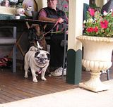  photo CasperatMadigans28Dec08.jpg