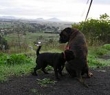 photo MtRouse315June13_zps2cd020a1.jpg