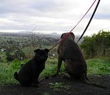 photo MtRouse415June13_zps6a87779a.jpg