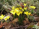  photo AutumnCrocus6April13_zps1522d1a8.jpg