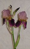  photo IrisregalOct06.jpg
