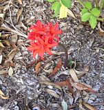 photo RedNerineApril2007.jpg