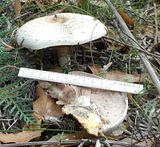  photo 2017 Agaricus1 15April17_zpsnriu2akr.jpg