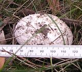  photo AmanitaFarinacea412April14_zps818278a5.jpg