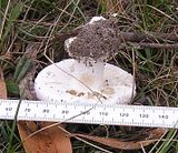  photo AmanitaFarinacea521April14_zpsb36def24.jpg