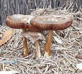  photo BrownMushroomGroup1 P 21July15_zpsen2giwju.jpg