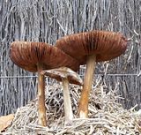  photo BrownMushroomGroup3 P 21July15_zps5s5ihlrv.jpg