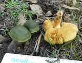  photo Dermocybe austroveneta4 29June15_zpsymnhpj7i.jpg