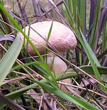  photo GymnopilusQuery321April14_zps4acee335.jpg