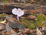  photo Hygrocybe lewellinae3 29June15_zpsr0ogpduo.jpg