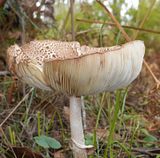  photo Macrolepiota clelandii2 29June15_zpsjjnd47ny.jpg