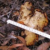  photo SuillusLuteusQuery221April14_zps1363ece0.jpg