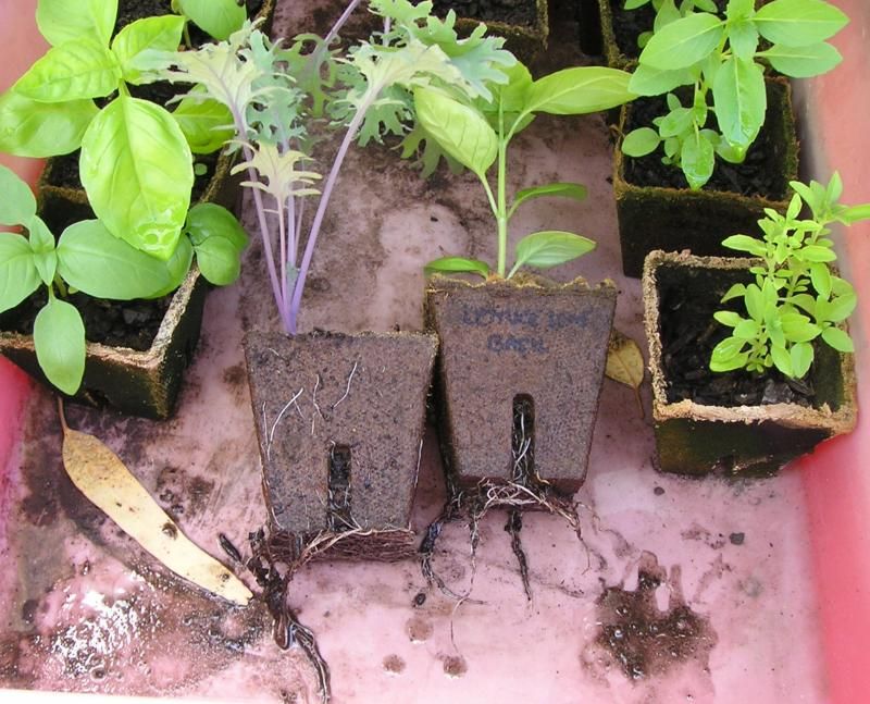  photo CoirPots 21Feb15_zpsgvoielut.jpg