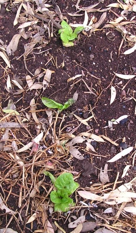  photo Lettuce 21Feb15_zpshbig95jd.jpg