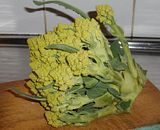  photo BroccoliRomanesco1 P 2Aug15_zpsmrk91ojb.jpg