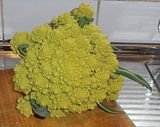  photo BroccoliRomanesco3 P 2Aug15_zpszz7dv8bv.jpg