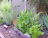 photo CornBeanZuccExperiment27Jan14_zps0a34c1b0.jpg