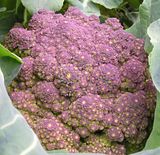  photo Romanesco217Nov12.jpg