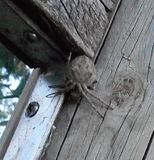  photo 2017 GardenSpider1 9Mar17_zps8ohhenw7.jpg