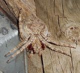 photo 2017 GardenSpider2 9Mar17_zpsxjvpcgsf.jpg
