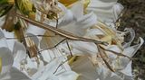  photo 2017 PrayingMantid1 3Mar17_zpsdirjyzpk.jpg