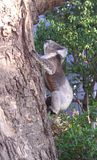  photo Koala1415Jan15_zps382b1187.jpg