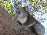  photo Koala1515Jan15_zps0371ce74.jpg