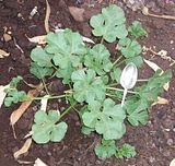  photo Plant14Feb14_zps473314ce.jpg